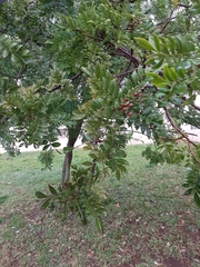 Schinus terebinthifolia