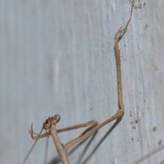 Thesprotia graminis