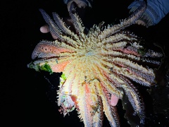 Pycnopodia helianthoides