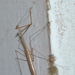 Thesprotia graminis