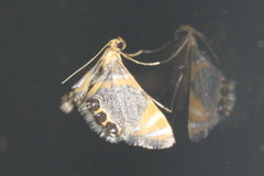 Nymphicula