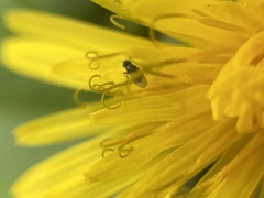 Milichiidae