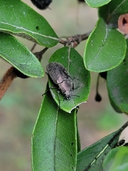 Bothrotes canaliculatus