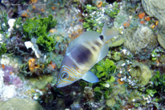 Hypoplectrus puella