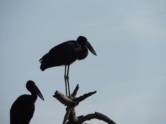 Anastomus lamelligerus