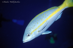 Ocyurus chrysurus