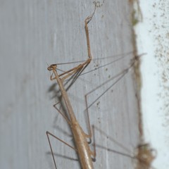 Thesprotia graminis