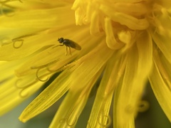 Milichiidae