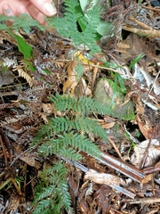 Leptopteris hymenophylloides