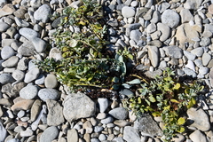 Mertensia simplicissima