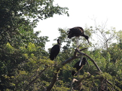 Anastomus lamelligerus