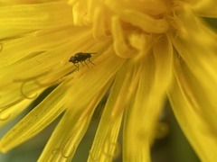 Milichiidae