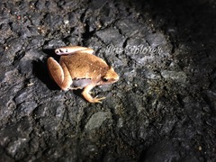 Microhyla achatina
