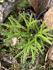 Diphasiastrum complanatum