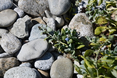 Mertensia simplicissima