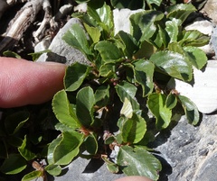 Rhamnus pumila