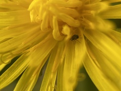 Milichiidae