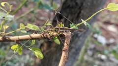 Conocephalus melaenus