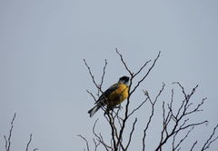 Phrygilus patagonicus