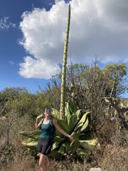 Agave salmiana