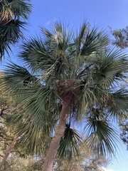 Sabal palmetto