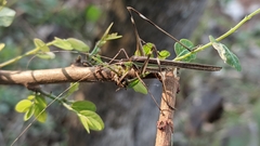 Conocephalus melaenus