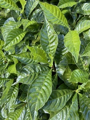 Psychotria nervosa