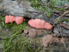 Tubifera ferruginosa