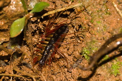 Scutigeridae