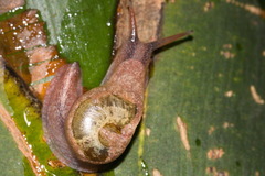 Helicarionoidea
