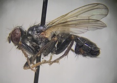 Cordilura