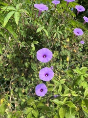 Ipomoea ternifolia ternifolia