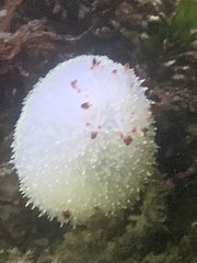 Acanthodoris nanaimoensis