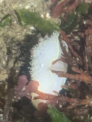 Acanthodoris nanaimoensis