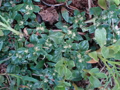 Guilleminea densa