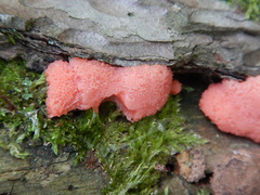 Tubifera ferruginosa