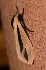 Creatonotos gangis-interrupta agg