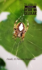 Eriophora