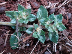 Guilleminea densa