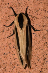 Creatonotos gangis-interrupta agg