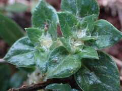 Guilleminea densa
