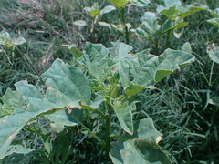 Datura ferox