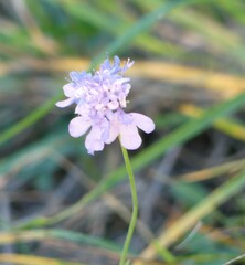Scabiosa