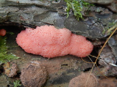 Tubifera ferruginosa