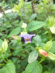 Torenia fournieri