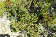 Leucadendron teretifolium