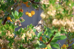 Passer domesticus