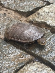 Hydromedusa maximiliani