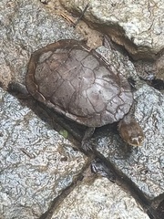 Hydromedusa maximiliani