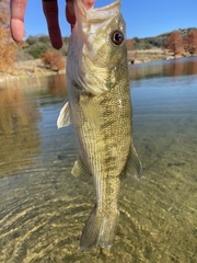 Micropterus treculii
